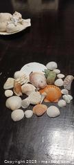 MaxSold Auction: Shells + sand dollar  - Windsor (Ontario, Canada) SELLER MANAGED Moving Online Auction - Hickory Road