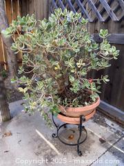 MaxSold Auction: Metal Plant Stand With Jade Plant - Thousand Oaks (California, USA) PARTNER MANAGED Estate Sale Online Auction - Saxon Place