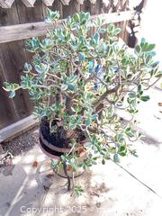 MaxSold Auction: Metal Plant Stand With Jade Plant - Thousand Oaks (California, USA) PARTNER MANAGED Estate Sale Online Auction - Saxon Place