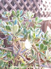 MaxSold Auction: Metal Plant Stand With Jade Plant - Thousand Oaks (California, USA) PARTNER MANAGED Estate Sale Online Auction - Saxon Place