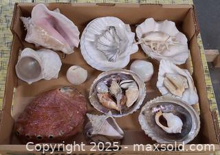 MaxSold Auction: Assorted Natural Seashell Lot, 20+ Pieces - Toronto (Ontario, Canada) PARTNER MANAGED Reseller Online Auction - Queen Street West