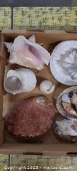 MaxSold Auction: Assorted Natural Seashell Lot, 20+ Pieces - Toronto (Ontario, Canada) PARTNER MANAGED Reseller Online Auction - Queen Street West