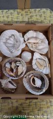 MaxSold Auction: Assorted Natural Seashell Lot, 20+ Pieces - Toronto (Ontario, Canada) PARTNER MANAGED Reseller Online Auction - Queen Street West