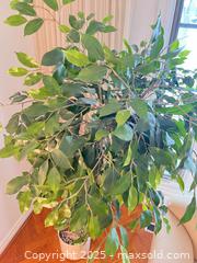 MaxSold Auction: Faux Plant B - Toronto (Ontario, Canada) Downsizing Online Auction - Eden Valley Drive