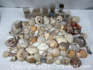 MaxSold Auction: Large Seashell Collection - Campbell (California, USA) PARTNER MANAGED Estate Sale Online Auction - Dell Avenue