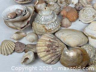 MaxSold Auction: Large Seashell Collection - Campbell (California, USA) PARTNER MANAGED Estate Sale Online Auction - Dell Avenue