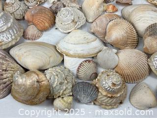 MaxSold Auction: Large Seashell Collection - Campbell (California, USA) PARTNER MANAGED Estate Sale Online Auction - Dell Avenue