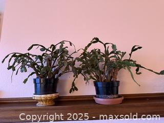 MaxSold Auction: Vintage Christmas Cactus Cacti in Planters - San Francisco (California, USA) SELLER MANAGED Estate Sale Online Auction - Kenwood Way