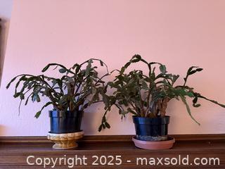 MaxSold Auction: Vintage Christmas Cactus Cacti in Planters - San Francisco (California, USA) SELLER MANAGED Estate Sale Online Auction - Kenwood Way