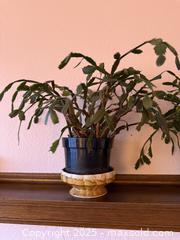 MaxSold Auction: Vintage Christmas Cactus Cacti in Planters - San Francisco (California, USA) SELLER MANAGED Estate Sale Online Auction - Kenwood Way