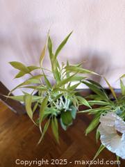 MaxSold Auction: Vintage Lucky Bamboo Plants in Planters  - San Francisco (California, USA) SELLER MANAGED Estate Sale Online Auction - Kenwood Way