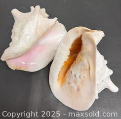 MaxSold Auction: (2) Large Queen Conch Shell  - Toronto (Ontario, Canada) PARTNER MANAGED Reseller Online Auction - Queen Street Wt.