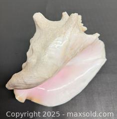 MaxSold Auction: (2) Large Queen Conch Shell  - Toronto (Ontario, Canada) PARTNER MANAGED Reseller Online Auction - Queen Street Wt.