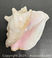 MaxSold Auction: (2) Large Queen Conch Shell  - Toronto (Ontario, Canada) PARTNER MANAGED Reseller Online Auction - Queen Street Wt.