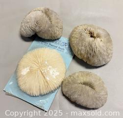 MaxSold Auction: (4) Natural White Mushroom Corals - Toronto (Ontario, Canada) PARTNER MANAGED Reseller Online Auction - Queen Street Wt.