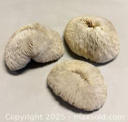 MaxSold Auction: (4) Natural White Mushroom Corals - Toronto (Ontario, Canada) PARTNER MANAGED Reseller Online Auction - Queen Street Wt.