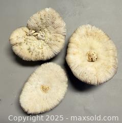 MaxSold Auction: (4) Natural White Mushroom Corals - Toronto (Ontario, Canada) PARTNER MANAGED Reseller Online Auction - Queen Street Wt.