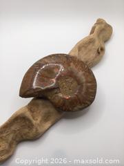 MaxSold Auction: Ammonite Fossil  - Saanich (British Columbia, Canada) PARTNER MANAGED Reseller Online Auction - Old West Saanich Road
