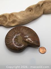 MaxSold Auction: Ammonite Fossil  - Saanich (British Columbia, Canada) PARTNER MANAGED Reseller Online Auction - Old West Saanich Road