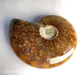 MaxSold Auction: AMMONITE Cleoniceras 102-110 Million yrs old - Shelburne (Ontario, Canada) SELLER MANAGED Downsizing Online Auction - Main Street East