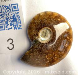 MaxSold Auction: AMMONITE Cleoniceras 102-110 Million yrs old - Shelburne (Ontario, Canada) SELLER MANAGED Downsizing Online Auction - Main Street East