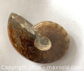 MaxSold Auction: AMMONITE Cleoniceras 102-110 Million yrs old - Shelburne (Ontario, Canada) SELLER MANAGED Downsizing Online Auction - Main Street East