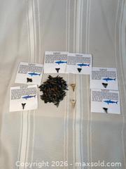 MaxSold Auction: FLORIDA FOSSILIZED SHARK TOOTH COLLECTION: 2 - 35 million years t - Shelburne (Ontario, Canada) SELLER MANAGED Downsizing Online Auction - Main Street East