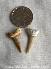 MaxSold Auction: FLORIDA FOSSILIZED SHARK TOOTH COLLECTION: 2 - 35 million years t - Shelburne (Ontario, Canada) SELLER MANAGED Downsizing Online Auction - Main Street East