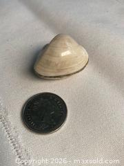 MaxSold Auction: FOSSIL CLAM: 120 Million Years Old - Shelburne (Ontario, Canada) SELLER MANAGED Downsizing Online Auction - Main Street East
