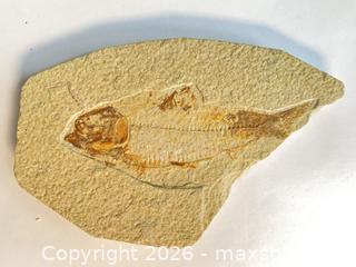 MaxSold Auction: FOSSIL FISH: Eocene age (50 million year old) - Shelburne (Ontario, Canada) SELLER MANAGED Downsizing Online Auction - Main Street East