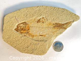 MaxSold Auction: FOSSIL FISH: Eocene age (50 million year old) - Shelburne (Ontario, Canada) SELLER MANAGED Downsizing Online Auction - Main Street East