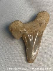 MaxSold Auction: FOSSIL SHARK TOOTH "Lamma": 40 million years old - Shelburne (Ontario, Canada) SELLER MANAGED Downsizing Online Auction - Main Street East