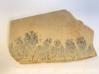 MaxSold Auction: FOSSILIZED FERN: 360 million years ago - Shelburne (Ontario, Canada) SELLER MANAGED Downsizing Online Auction - Main Street East
