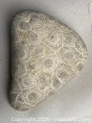 MaxSold Auction: Michigan PETOSKEY STONE FOSSIL Unique to the Great Lakes - Shelburne (Ontario, Canada) SELLER MANAGED Downsizing Online Auction - Main Street East