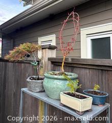 MaxSold Auction: Lot of 4 Potted Bonsai Trees with Ceramic & Stone Pots - New Westminster (British Columbia, Canada) SELLER MANAGED Downsizing Online Auction -  Hamilton Street