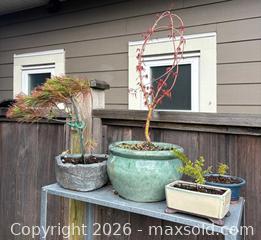 MaxSold Auction: Lot of 4 Potted Bonsai Trees with Ceramic & Stone Pots - New Westminster (British Columbia, Canada) SELLER MANAGED Downsizing Online Auction -  Hamilton Street