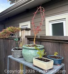 MaxSold Auction: Lot of 4 Potted Bonsai Trees with Ceramic & Stone Pots - New Westminster (British Columbia, Canada) SELLER MANAGED Downsizing Online Auction -  Hamilton Street
