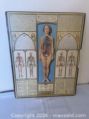 MaxSold Auction: Rare Vintage Female Anatomical Chart Bodyscope, First Edition — Ralph H. Segal Educational Wall Chart - Kingston (Ontario, Canada) SELLER MANAGED Estate Sale Online Auction - Tamarac Street