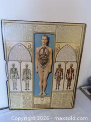 MaxSold Auction: Rare Vintage Male Anatomical Chart Bodyscope, First Edition — Ralph H. Segal Educational Wall Chart - Kingston (Ontario, Canada) SELLER MANAGED Estate Sale Online Auction - Tamarac Street