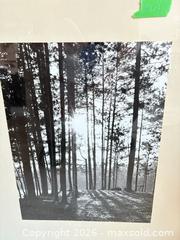 MaxSold Auction: Framed Black & White Photo — Forest Sunlight, Silver Aluminum Frame A - Ottawa (Ontario, Canada) PARTNER MANAGED Downsizing Online Auction - Carling Avenue (CONDO)