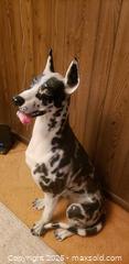 MaxSold Auction: Large Ceramic Dog Figure – Seated Great Dane–Style Sculpture - Toronto (Ontario, Canada) SELLER MANAGED Estate Sale Online Auction - Bridgeland Avenue (STORAGE)