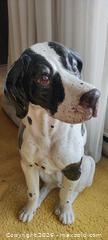 MaxSold Auction: Striking Black and White Spaniel/Pointer  Floor Statue - Toronto (Ontario, Canada) SELLER MANAGED Estate Sale Online Auction - Bridgeland Avenue (STORAGE)
