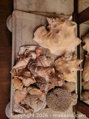 MaxSold Auction: Shells - Toronto (Ontario, Canada) SELLER MANAGED Estate Sale Online Auction - Amelia Street