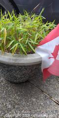 MaxSold Auction: Concrete Pebble-Finish Outdoor Planter with Live Dwarf Bamboo & Flag - Victoria (British Columbia, Canada) PARTNER MANAGED Moving Online Auction - Slater Street (CONDO)