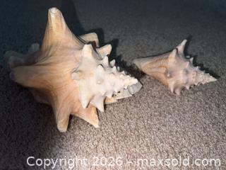 MaxSold Auction: Large Natural Conch / Murex-Type Seashells (Lot of 2) - Sarnia (Ontario, Canada) PARTNER MANAGED Downsizing Online Auction -  Palmerston Street