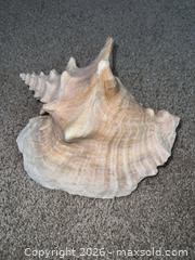 MaxSold Auction: Large Natural Conch / Murex-Type Seashells (Lot of 2) - Sarnia (Ontario, Canada) PARTNER MANAGED Downsizing Online Auction -  Palmerston Street