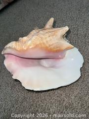 MaxSold Auction: Large Natural Conch / Murex-Type Seashells (Lot of 2) - Sarnia (Ontario, Canada) PARTNER MANAGED Downsizing Online Auction -  Palmerston Street