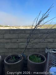 MaxSold Auction: 2 Extra Large Linen Antica Terracotta Planters - Oxnard (California, USA) PARTNER MANAGED Estate Sale Online Auction - West Fifth Street