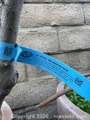 MaxSold Auction: 2 Extra Large Linen Antica Terracotta Planters - Oxnard (California, USA) PARTNER MANAGED Estate Sale Online Auction - West Fifth Street