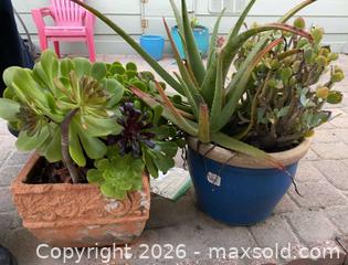 MaxSold Auction: Large Terracotta Planters with Succulents - Oxnard (California, USA) PARTNER MANAGED Estate Sale Online Auction - West Fifth Street